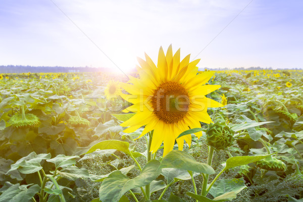 Floraison domaine tournesols aube ciel coucher du soleil [[stock_photo]] © Escander81