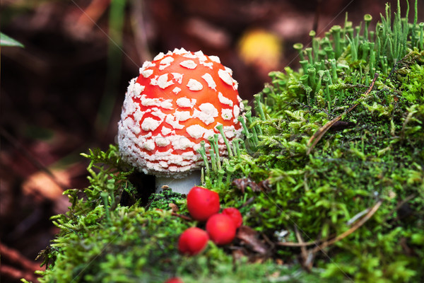 Stock photo: Fly-agaric in forest with little green mushrooms and red berry