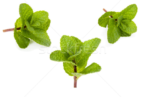 Three fresh mint twigs on white Stock photo © Escander81