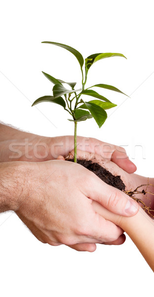 Enfant parent vert usine blanche [[stock_photo]] © Escander81