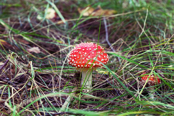 Fly-agaric in forest covered by green grass  Stock photo © Escander81