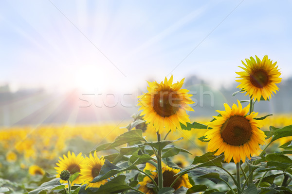 été temps trois tournesols aube naturelles [[stock_photo]] © Escander81