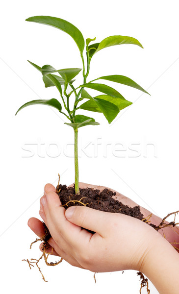 Child's hands holding green plant in soil isolated on white Stock photo © Escander81
