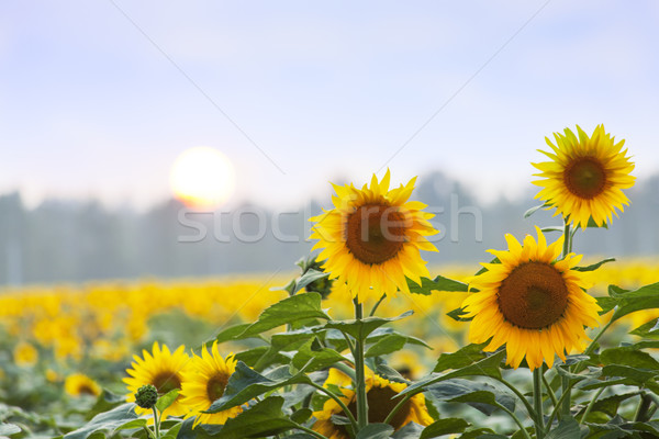 été temps trois tournesols aube naturelles [[stock_photo]] © Escander81