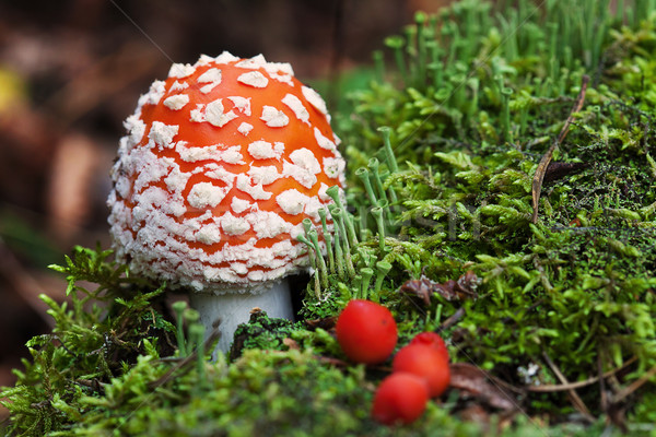 Forêt peu vert champignons rouge Berry [[stock_photo]] © Escander81