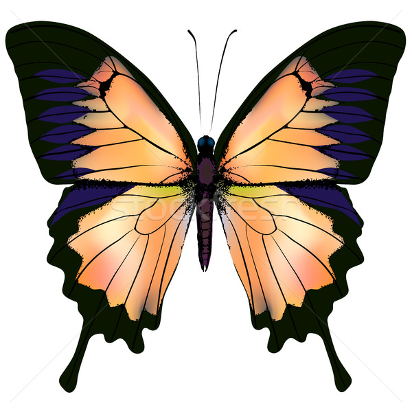 Сток-фото: бабочка · оранжевый · желтый · изолированный · иллюстрация · белый