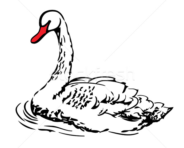white swan  Stock photo © ESSL