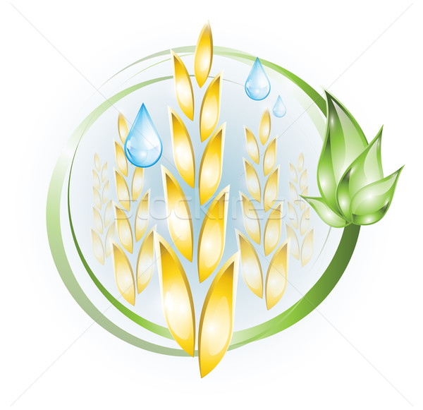 Stock photo: Wheat plant