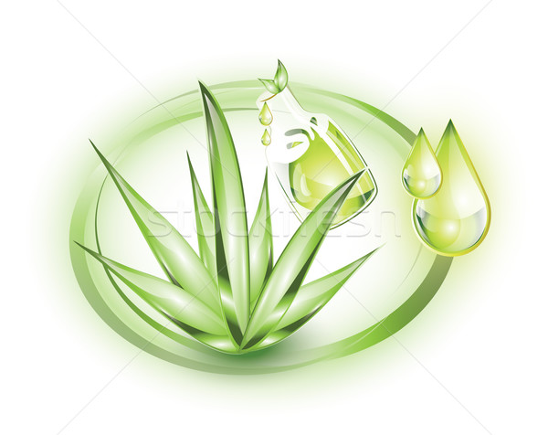 Aloe Anlage ätherisches Öl Mode Natur Blatt Stock foto © evetodew