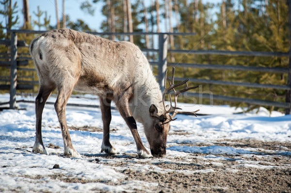Reindeer with big horns Stock photo © EvgenyBashta