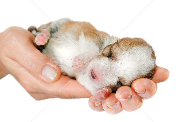 Newborn puppy in the caring hands  Stock photo © EvgenyBashta