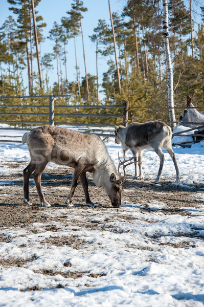 Reindeer with big horns Stock photo © EvgenyBashta