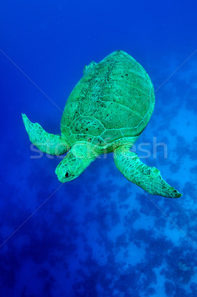 Foto stock: Mar · verde · tortuga · subacuático · vista · mar · rojo