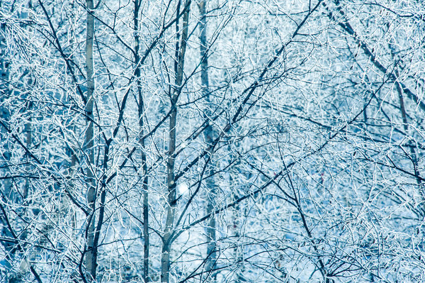 Landscape with trees covered by snow. Stock photo © EvgenyBashta