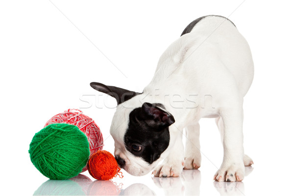 French Bulldog  puppy with a wool balls isolated on white backgr Stock photo © EwaStudio
