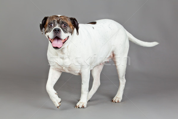 American Bulldog  portrait on a grey background  Stock photo © EwaStudio