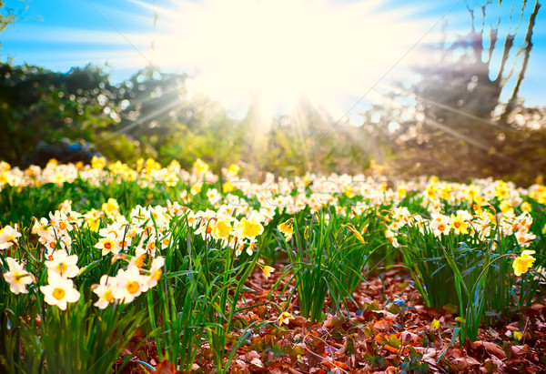 Printemps temps fleurs Pâques fleur herbe [[stock_photo]] © EwaStudio