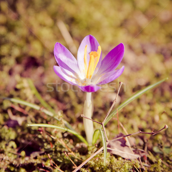 Krokus Wielkanoc trawy charakter świetle liści Zdjęcia stock © EwaStudio