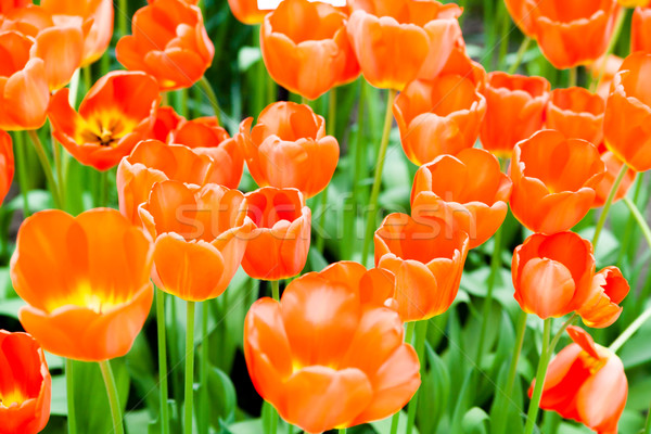 Stock foto: Farbenreich · Tulpen · schönen · Frühlingsblumen · Frühling · Landschaft