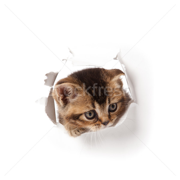 Kitten papier kat muur grappig Stockfoto © EwaStudio