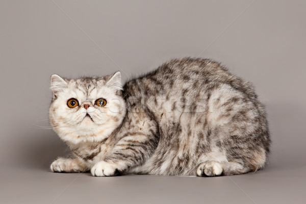 Esotiche shorthair cat gatto persiano grigio occhi Foto d'archivio © EwaStudio