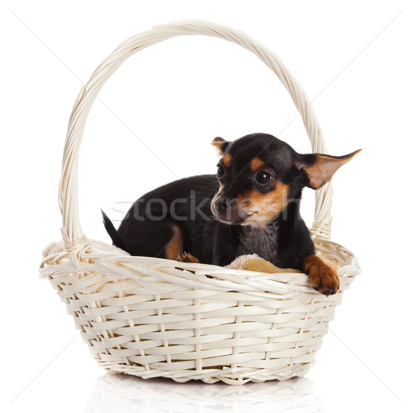 Foto stock: Cesta · beleza · diversão · animal · apresentar · cachorro