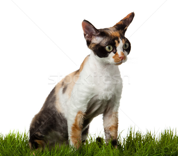 Devon Rex cat in the grass. isolatet on white. Stock photo © EwaStudio