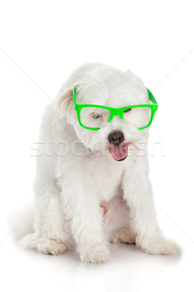 portrait of a dog in glasses.  Funny white dog in glasses Stock photo © EwaStudio