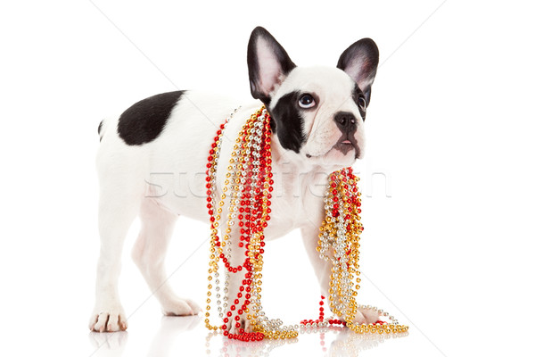 Adorable  French Bulldog  wearing  jewelery on white background. Stock photo © EwaStudio