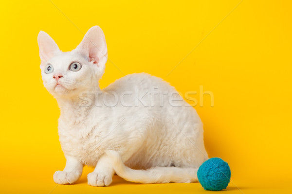 Kot żółty portret młodych biały posiedzenia Zdjęcia stock © EwaStudio