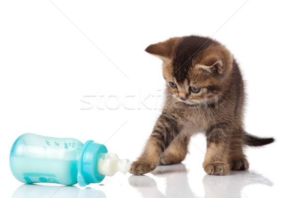 Brits kitten baby melk fles witte Stockfoto © EwaStudio