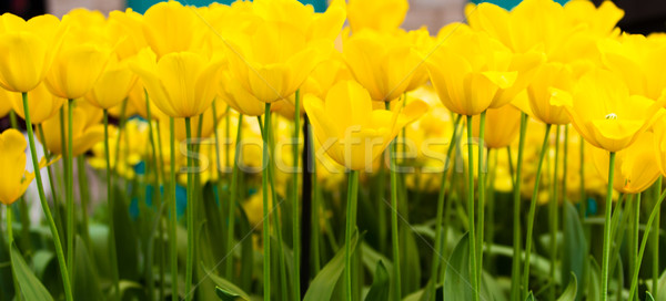 Colorido tulipas belo flores da primavera primavera paisagem Foto stock © EwaStudio