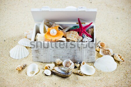 The exotic sea shell . treasure from the sea. Stock photo © EwaStudio