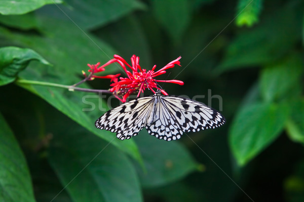 Vlinder mooie vergadering boom gras tuin Stockfoto © EwaStudio