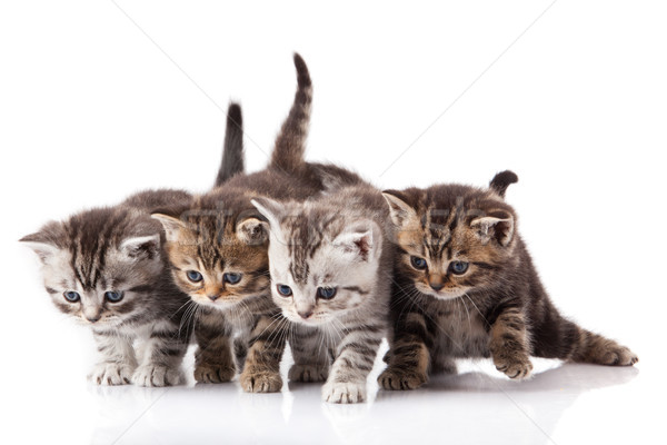 Kittens witte weinig kitten geïsoleerd groep Stockfoto © EwaStudio