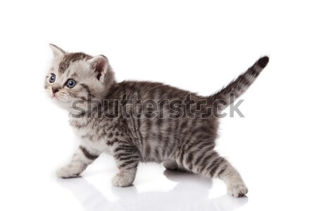 子猫 白 背景 面白い 小さな 動物 ストックフォト © EwaStudio