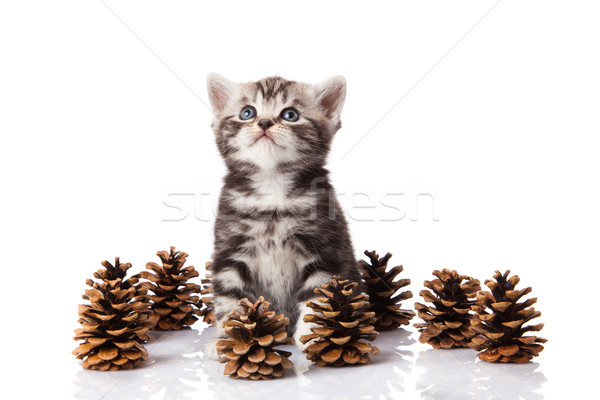 Britannico gattino pino bianco sfondo inverno Foto d'archivio © EwaStudio