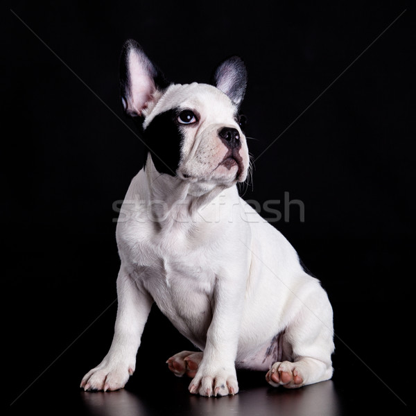 french bulldog on black background .  Stock photo © EwaStudio