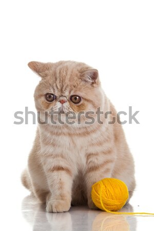 Exotic shorthair pisică tineri studio Imagine de stoc © EwaStudio