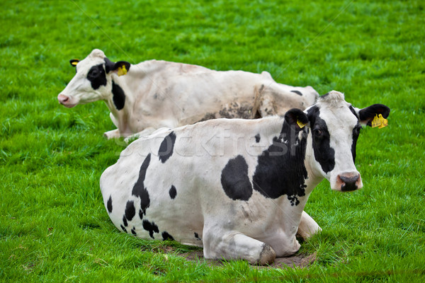 Vacas pradera hierba verde granja carne Foto stock © EwaStudio