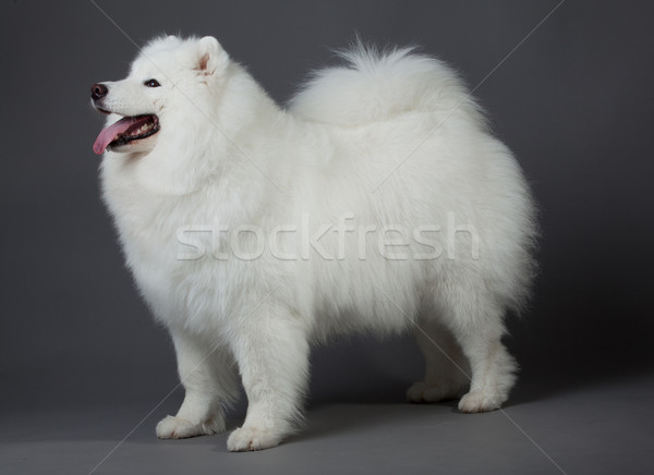 Hond schoonheid groep portret dieren witte Stockfoto © EwaStudio