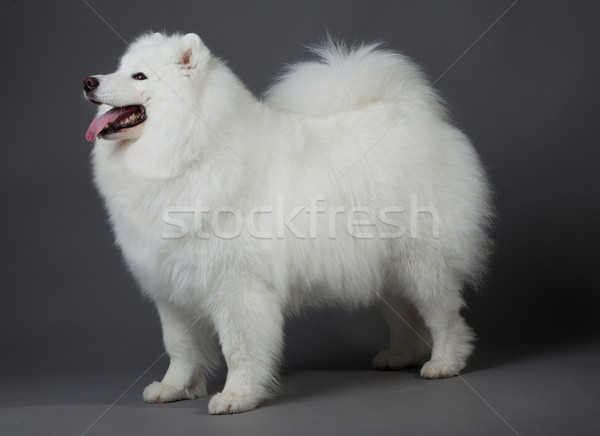 Samoyed dog  Stock photo © EwaStudio