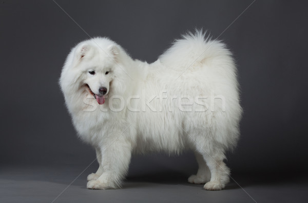 Hond schoonheid groep portret dieren witte Stockfoto © EwaStudio