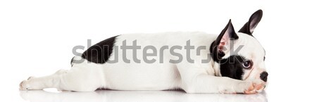 French bulldog puppy.  Stock photo © EwaStudio