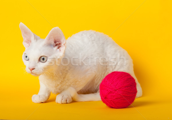 Kot żółty portret młodych biały posiedzenia Zdjęcia stock © EwaStudio