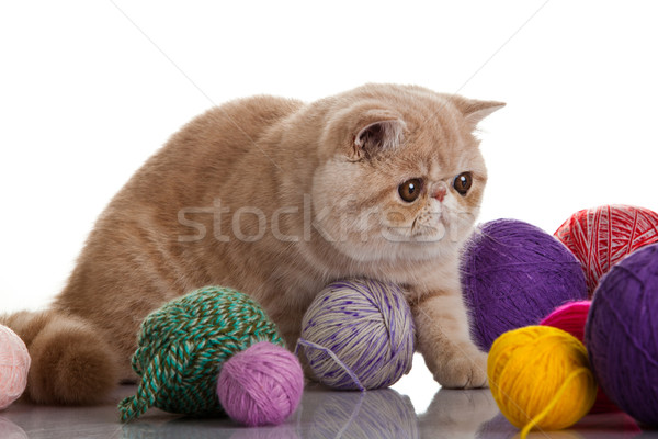 Exotic shorthair pisică tineri studio Imagine de stoc © EwaStudio