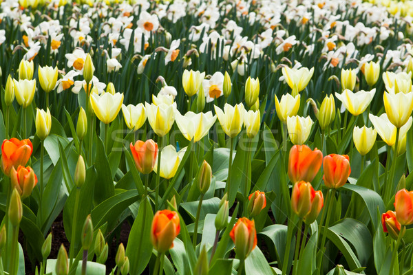 Belo flores da primavera tulipas grama folha verão Foto stock © EwaStudio