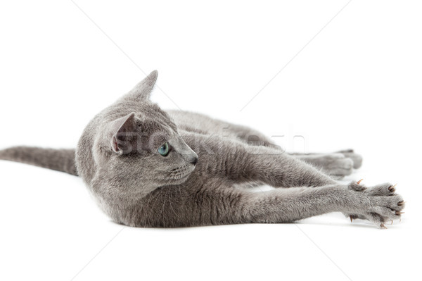 Foto stock: Ruso · azul · gato · blanco · ojos · fondo