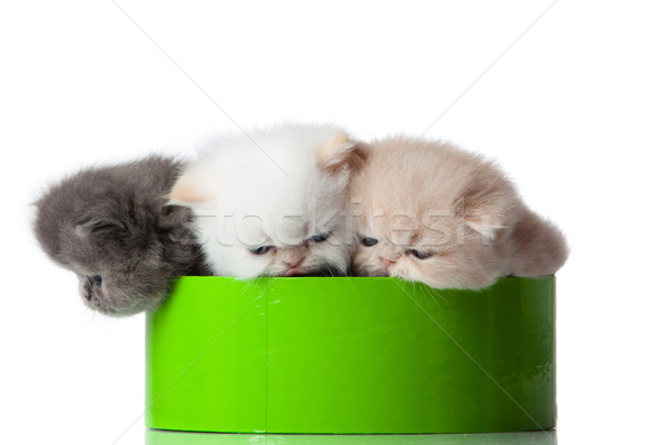 little kitten on white background. persian kitten Stock photo © EwaStudio