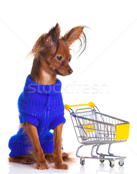 Toy Terrier with shopping cart isolated on white. Funny little d Stock photo © EwaStudio